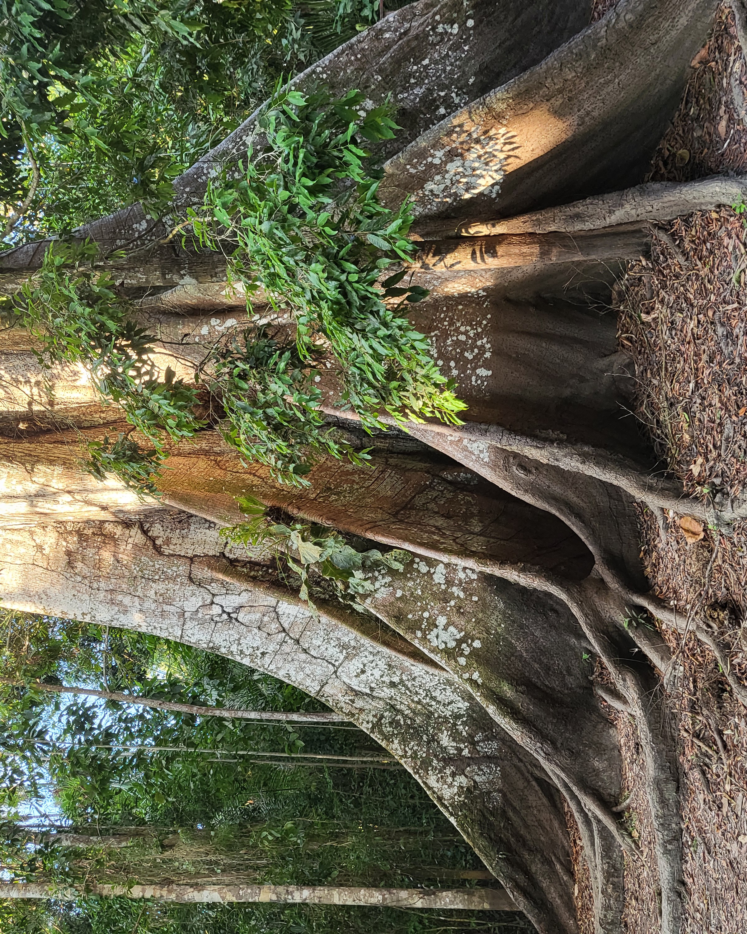Ceiba Tree