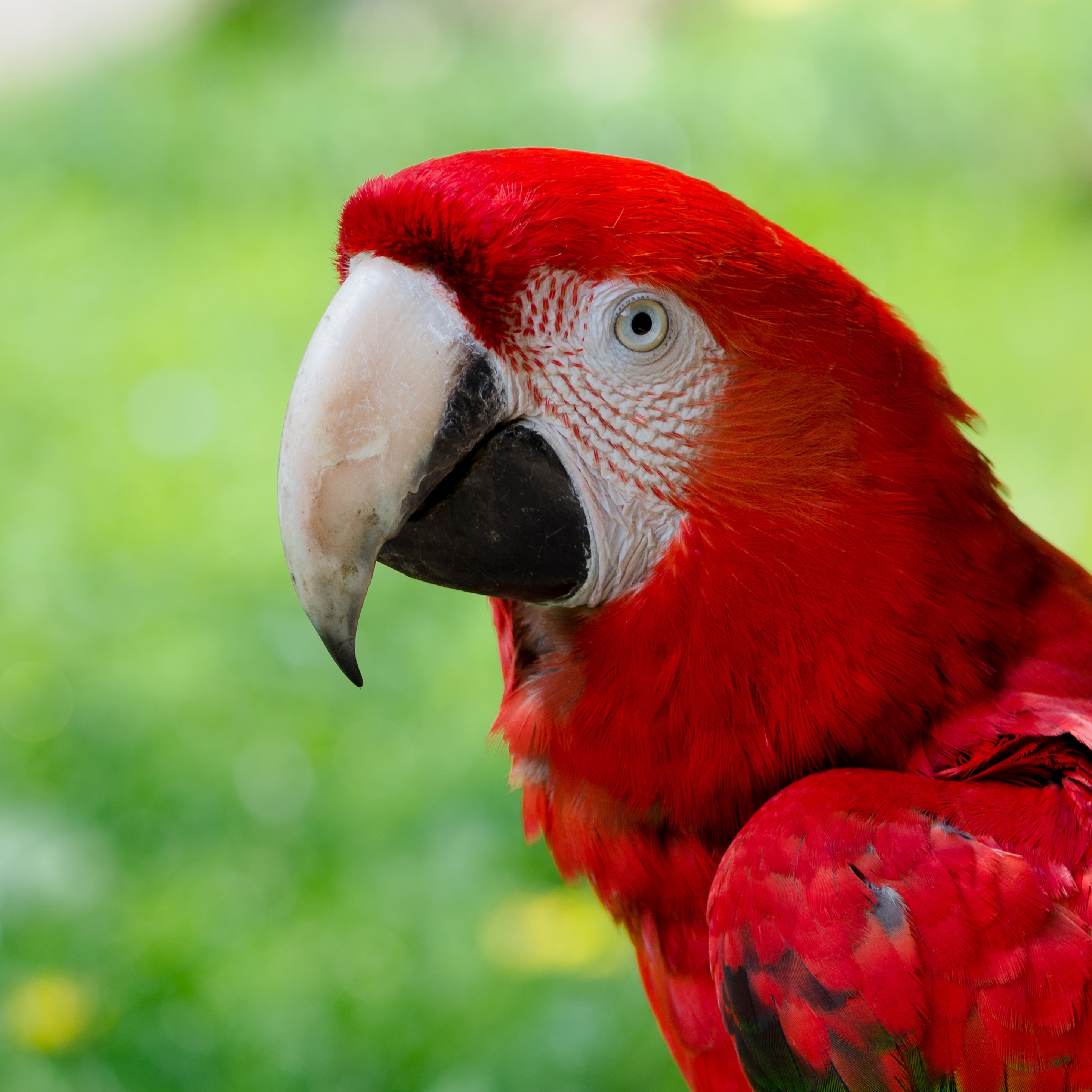 Scarlet Macaw