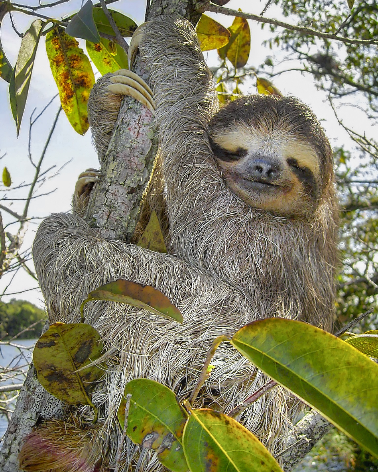 Three-toed Sloth