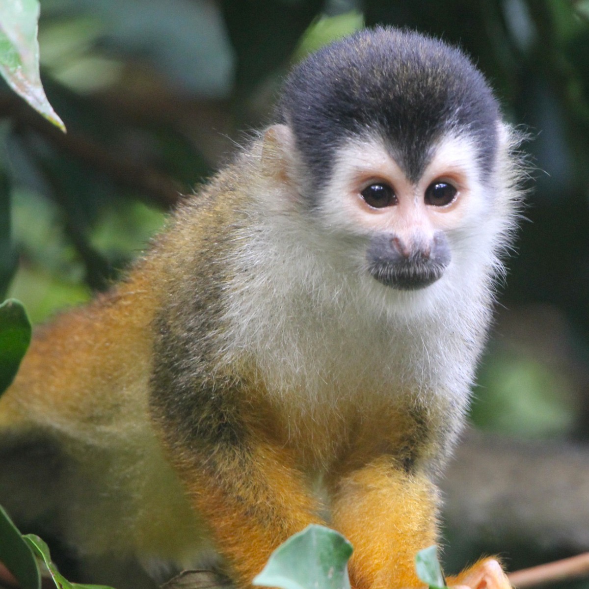 Central American Squirrel Monkey