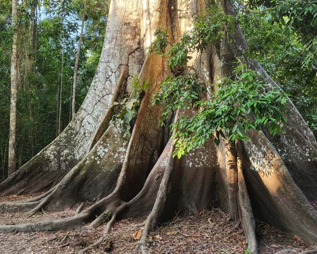 Tropical landscape surrounding the community
