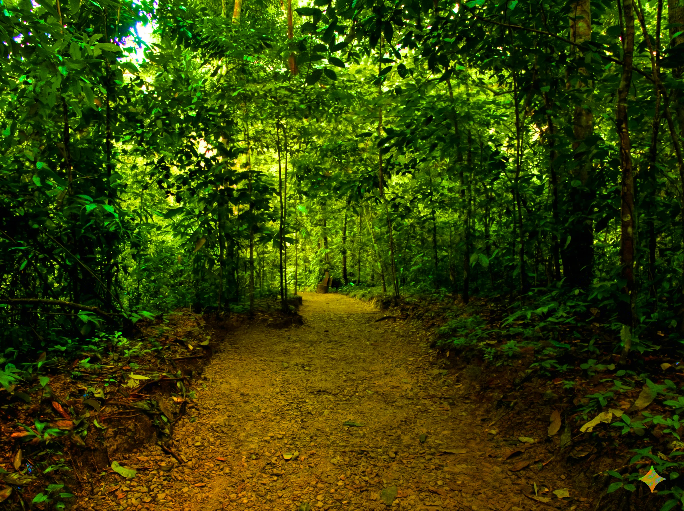 Palmas Pacífica rainforest community