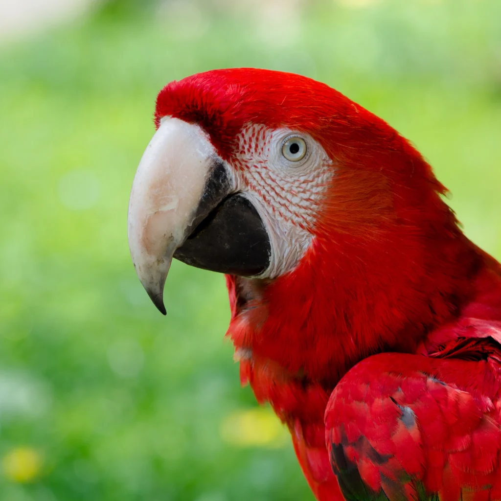 Nature trails through primary rainforest