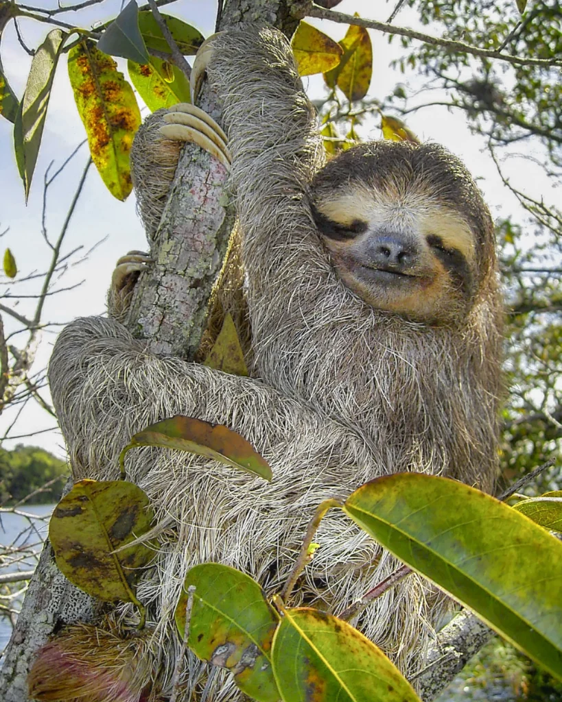 Rainforest wildlife at Palmas Pacífica